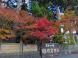 《バラ庭》つれづれ〜・・長井一の宮、總宮神社の紅葉を今..：2023.11.12