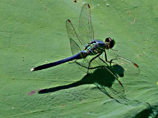 Dragonfly/