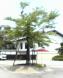 桜の木が(天童荘編2):2004/07/14 13:44