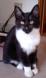 またまた猫のクロ:2009/10/11 15:47