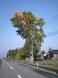 上から紅葉:2009/11/07 07:42