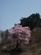 玉庭石割桜、満開です。〜H24.5.7現在：2012/05/07 10:59