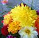 【川西ダリヤ園】敬老の日にダリヤの花を贈ろう！：2012/09/07 10:43