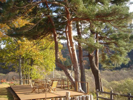 以外に人気の「松の木」/