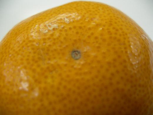 品質を落とさずに農薬減を実践しています。/