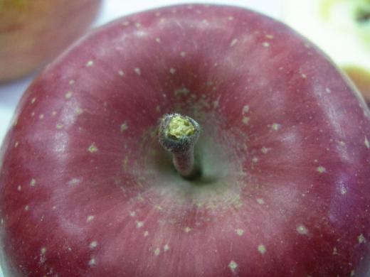 林檎本来のパワーを活かす栽培方法/