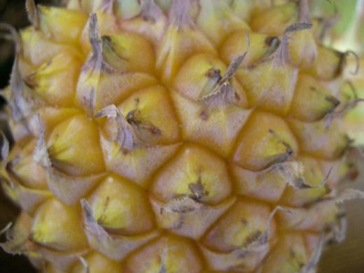 ボディはトゲトゲが痛いです!/