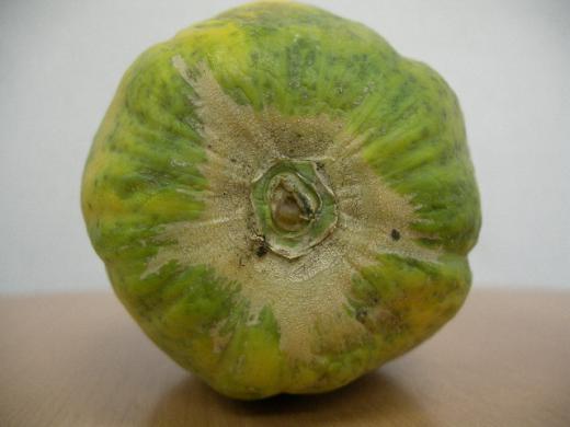 パパイヤのおしり/