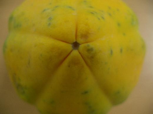 パパイヤの頭のてっぺん/