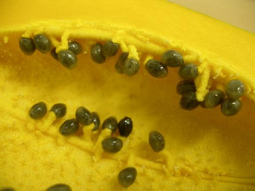 ミキサーにかけてパパイヤミルク・・/