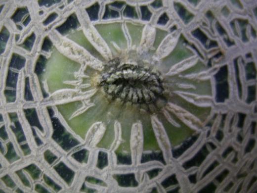 完熟アンデスメロンの頭のてっぺんです!/