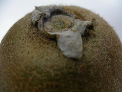 ゼスプリグリーンの頭のてっぺんです。/