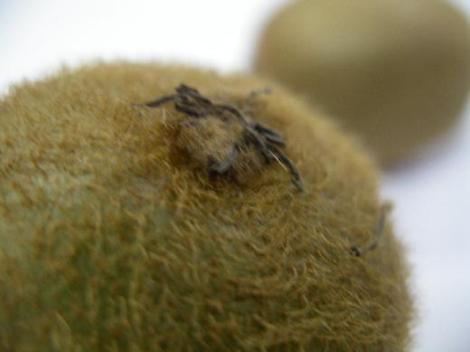 ゼスプリグリーンのおしりです。/