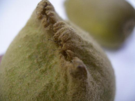 頭のてっぺんが平べったくとんがっています。/