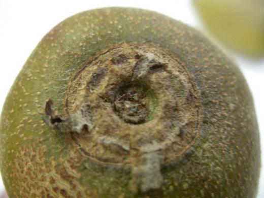 ゼスプリゴールドのおしりです。/