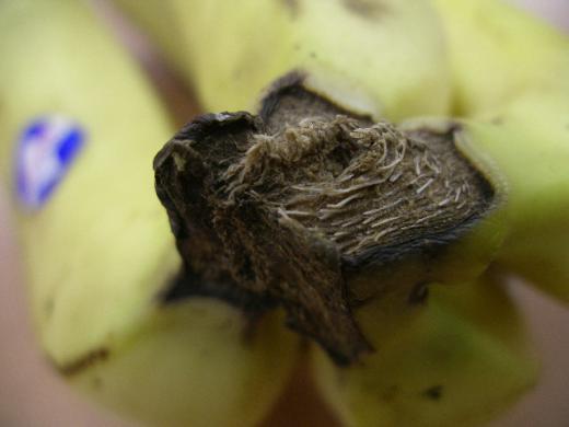 台湾バナナのヘタ部分です。/