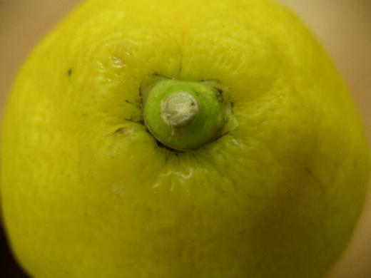 カリフォルニア産レモンの頭のてっぺんです。/