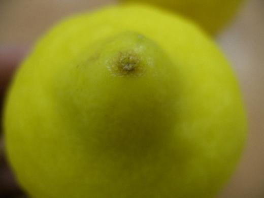 カリフォルニア産レモンのおしりです。/