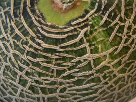 クインシーメロンの頭のてっぺんです。/