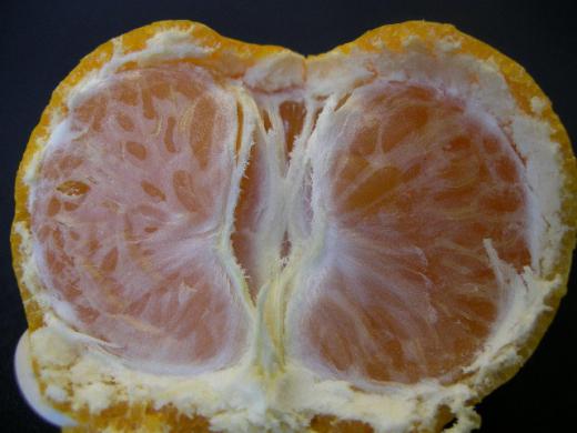 皮はうすくむきやすく、果肉は緻密です。/