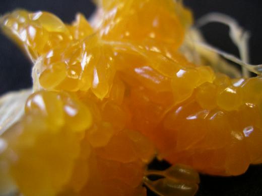 ハウスみかんの傑作です。/