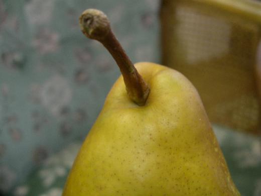 オーロラの頭のてっぺんです。/