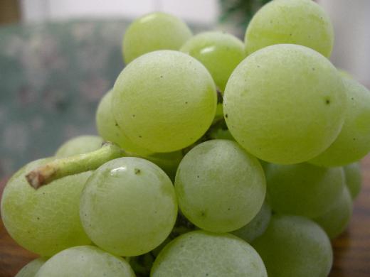 完熟すると皮は淡黄色になり白色の果紛で覆われます/