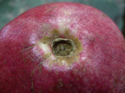 ざくろのおしりです。/