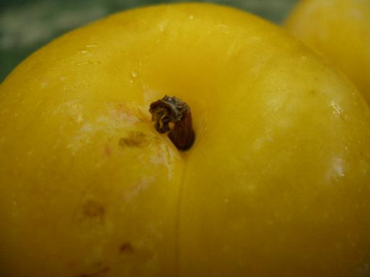 峰満イエローの頭のてっぺんです。/