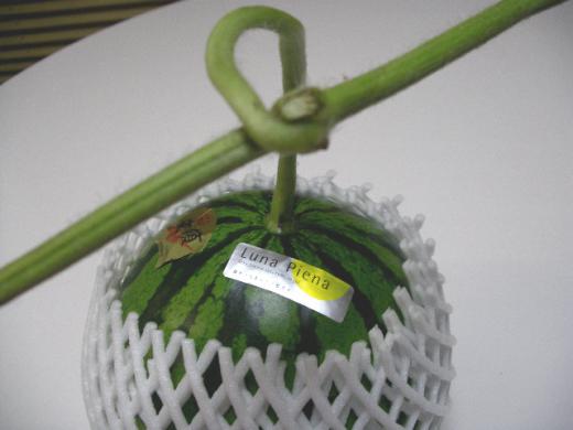 蒼く美しい太平洋に、白銀のような満月がぽっかり浮かんでいる・・/