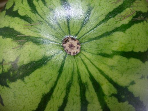 高糖度のスイカを栽培を実現/