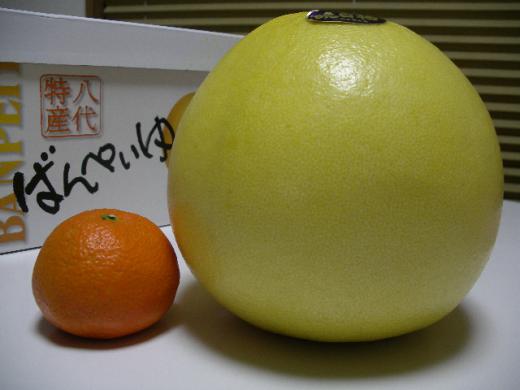 せとか vs ばんぺいゆ/