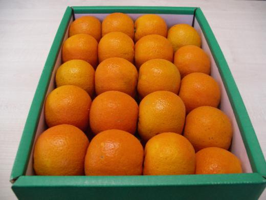 鹿児島県産《屋久島たんかん》日本一のたんかん/