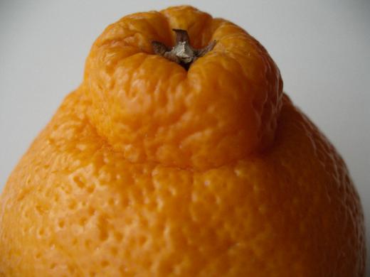 温室デコポンより濃厚な味に〜/