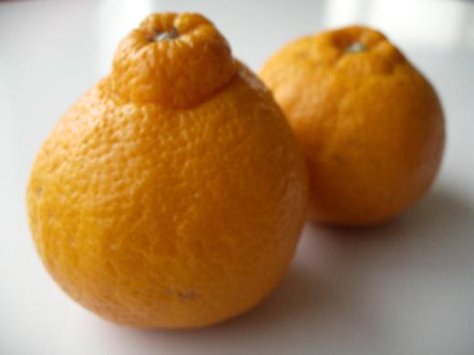 鹿児島県産《屋根かけデコポン》まなべみかん園/