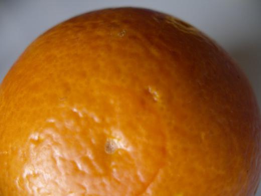 タロッコオレンジのおしりです。/