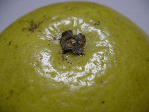 米国フロリダ産《完熟グレープフルーツ》ルビー&ホワイト/バラ売り/