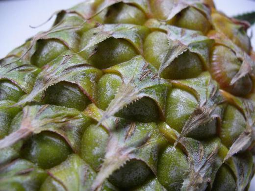 迫力のあるごつごつツブツブの表皮・・/