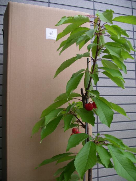 次年度の着果にチャレンジ!?/