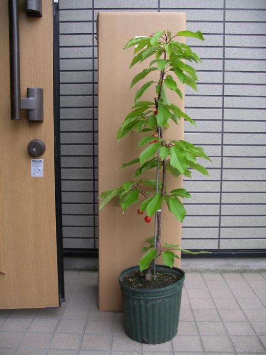山形県天童産【さくらんぼ鉢植え】育てて食べられるサクランボ/