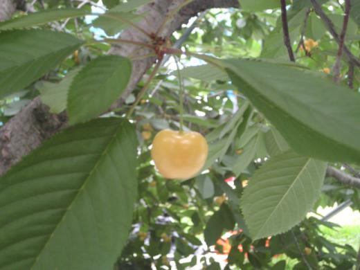 本家本元《月山錦》の本物の味/