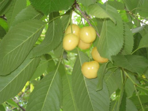 やっと本物の味にたどり着く/