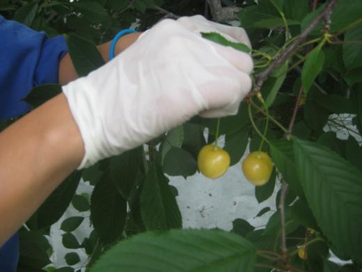 希少価値を大切に/