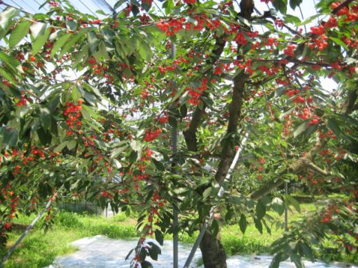 収穫間近の紅秀峰/