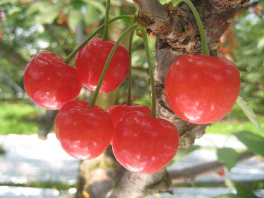 色づきはよいのですが。/