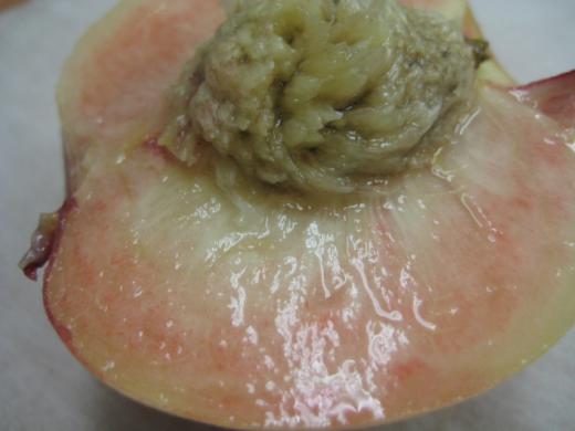 瑞々しさが溢れています/