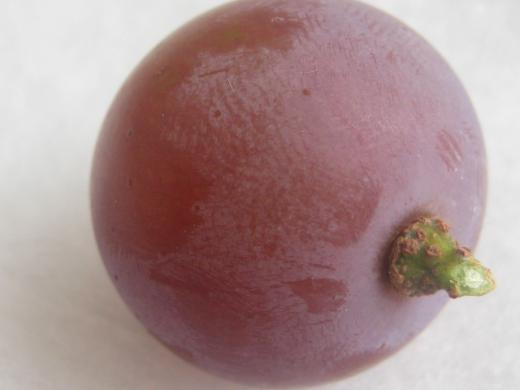 ワインレッドの「ナイヤガラ」のイメージ/