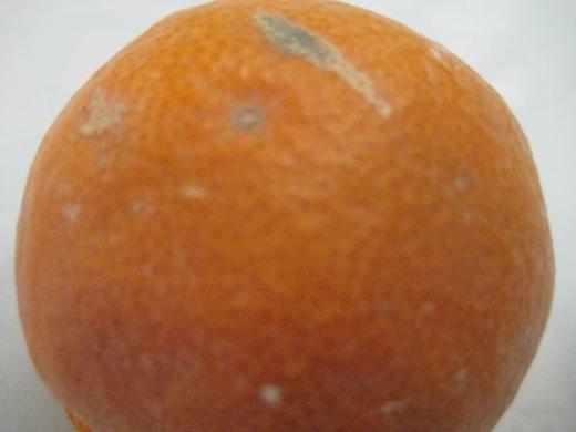 美味しさを保つために/