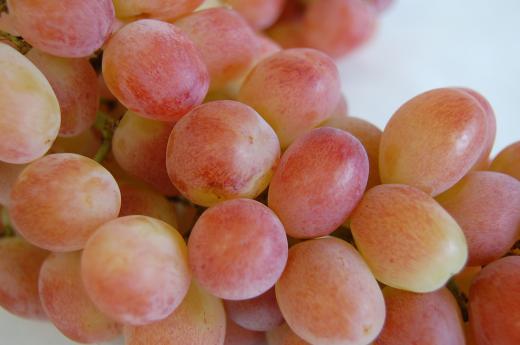 今年の赤嶺です/