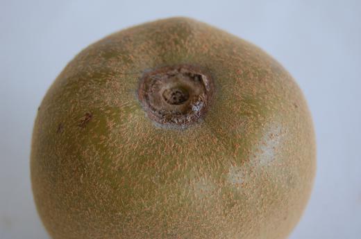 キウイのあたま/